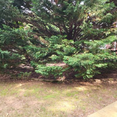 Mulch Before